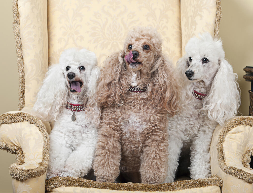 Poodle hotsell sizes australia