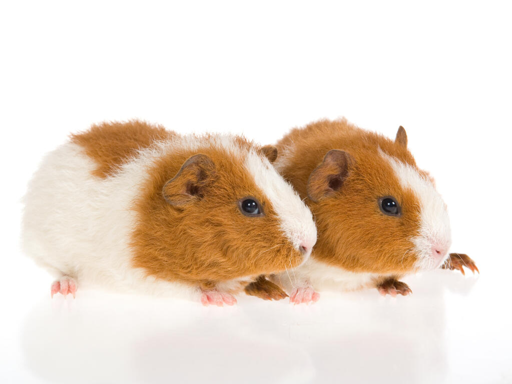 ginger guinea pig for sale