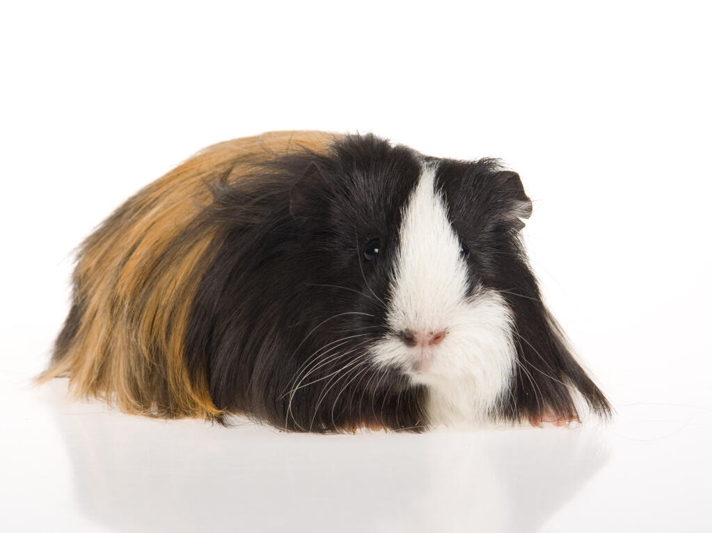 Sheltie For Sale | Guinea Pigs | Breed 