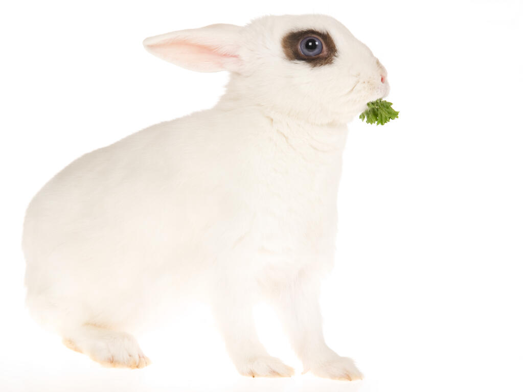 Blanc De Hotot For Sale Rabbits Breed Information Omlet