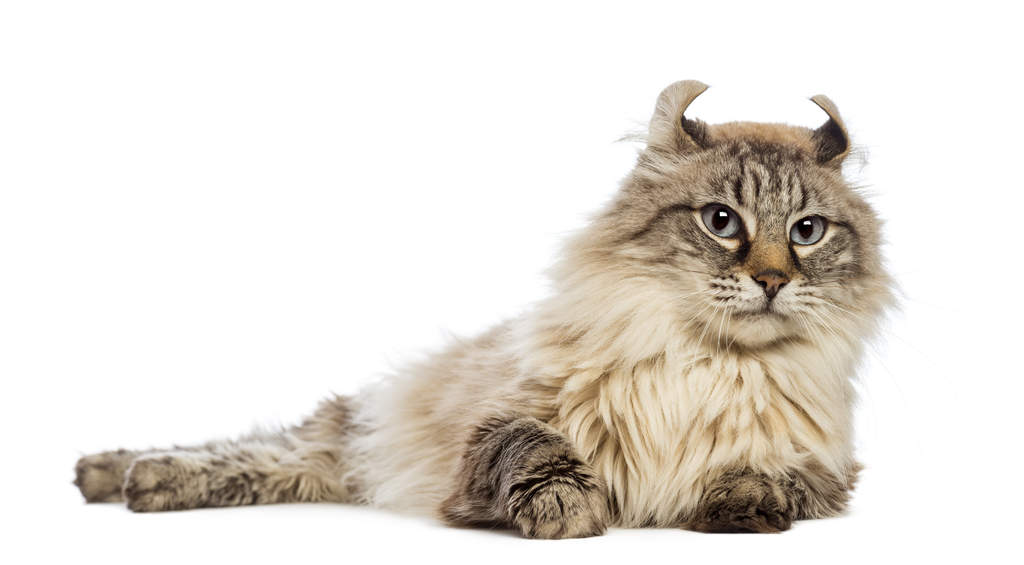 Cat-American_Curl_Longhair-A_fluffy_american_curl_with_distinctive_ears.jpg