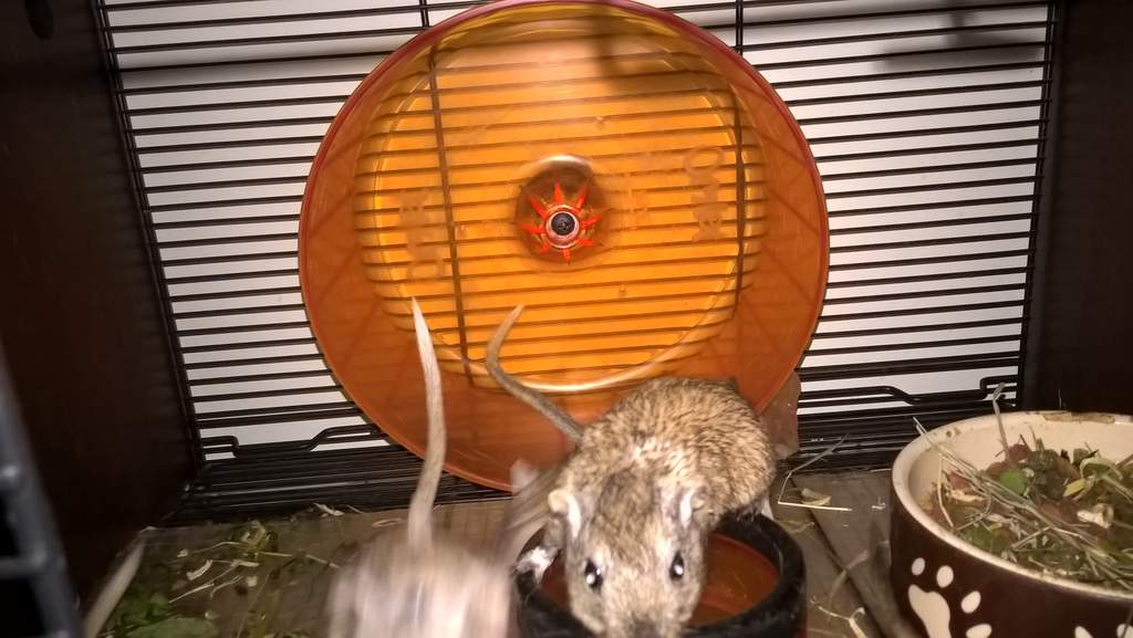 hamster wheel that attaches to cage