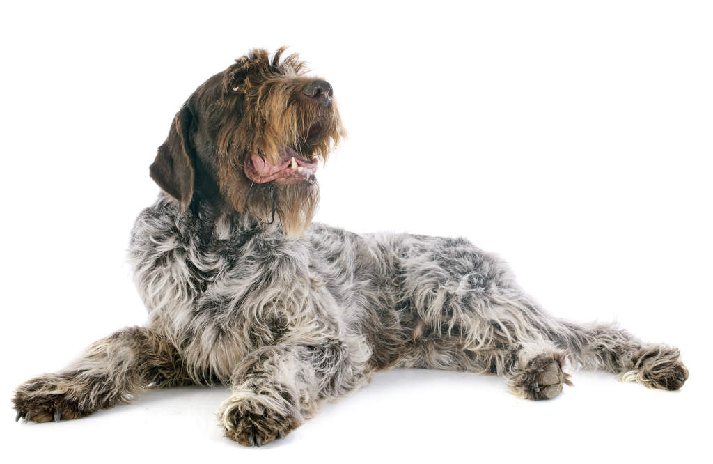 Large hotsell griffon dog