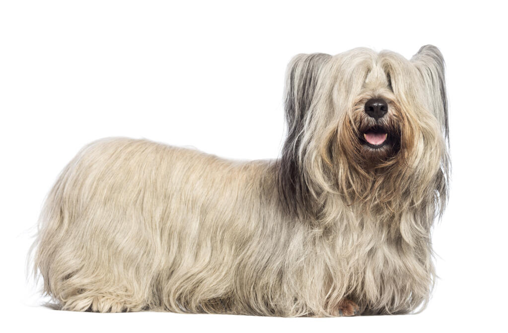 Skye Terrier Drop Ears 2025