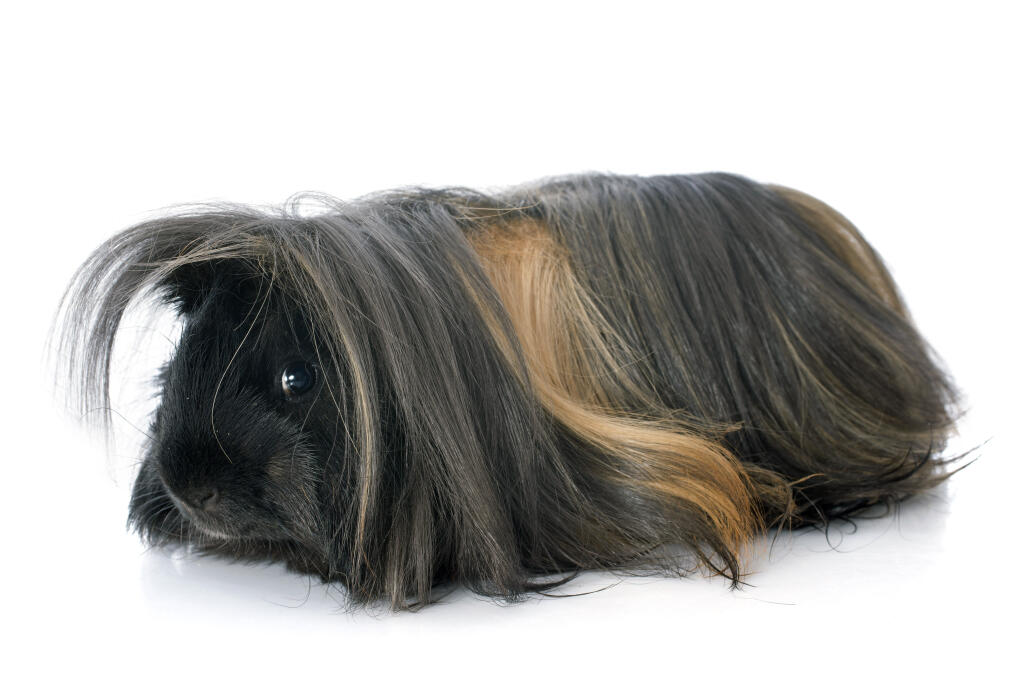 long haired guinea pig price