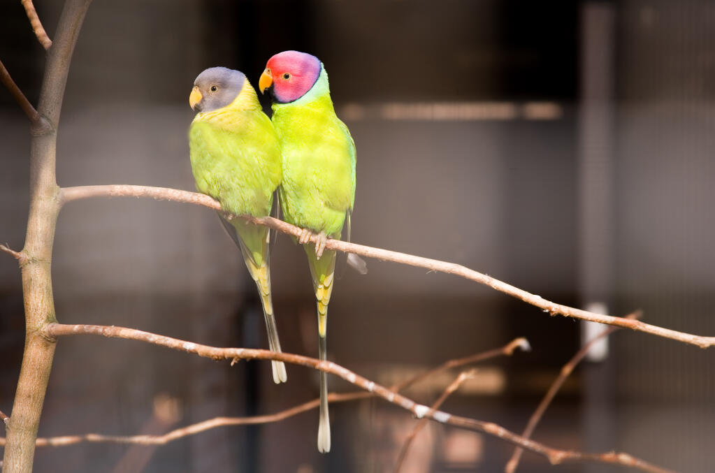 Plum Headed Parakeet Parrot Breeds
