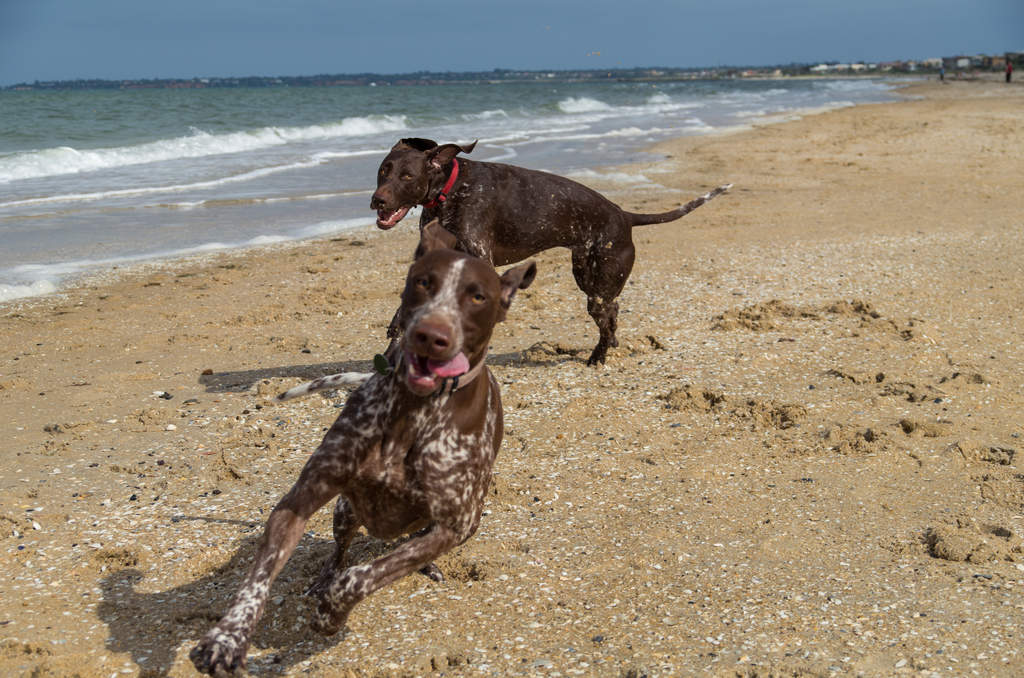 Arkwright pointer hot sale