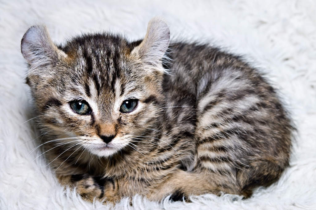 Highlander cat top breeders near me
