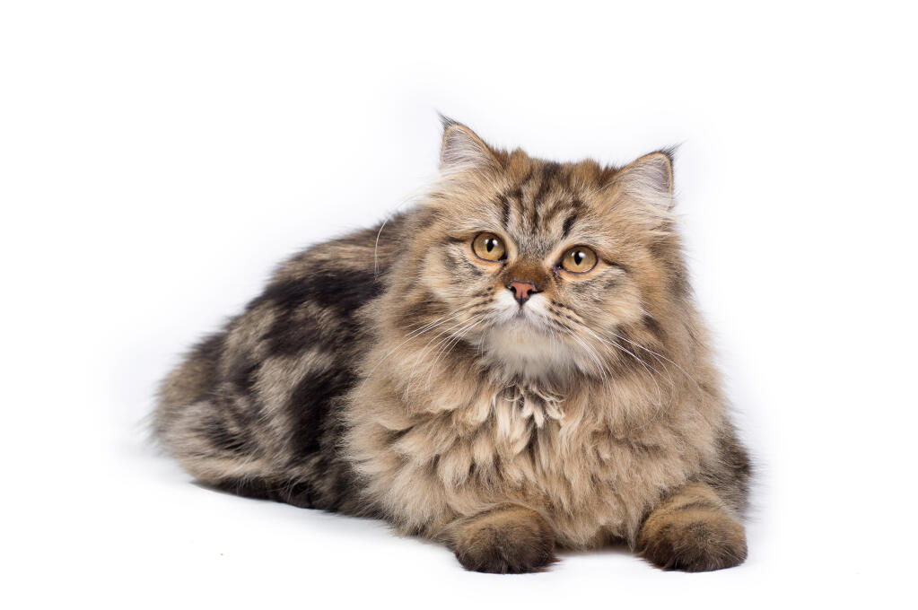 Persian Tabby and Tortie Cats Breed Information Omlet