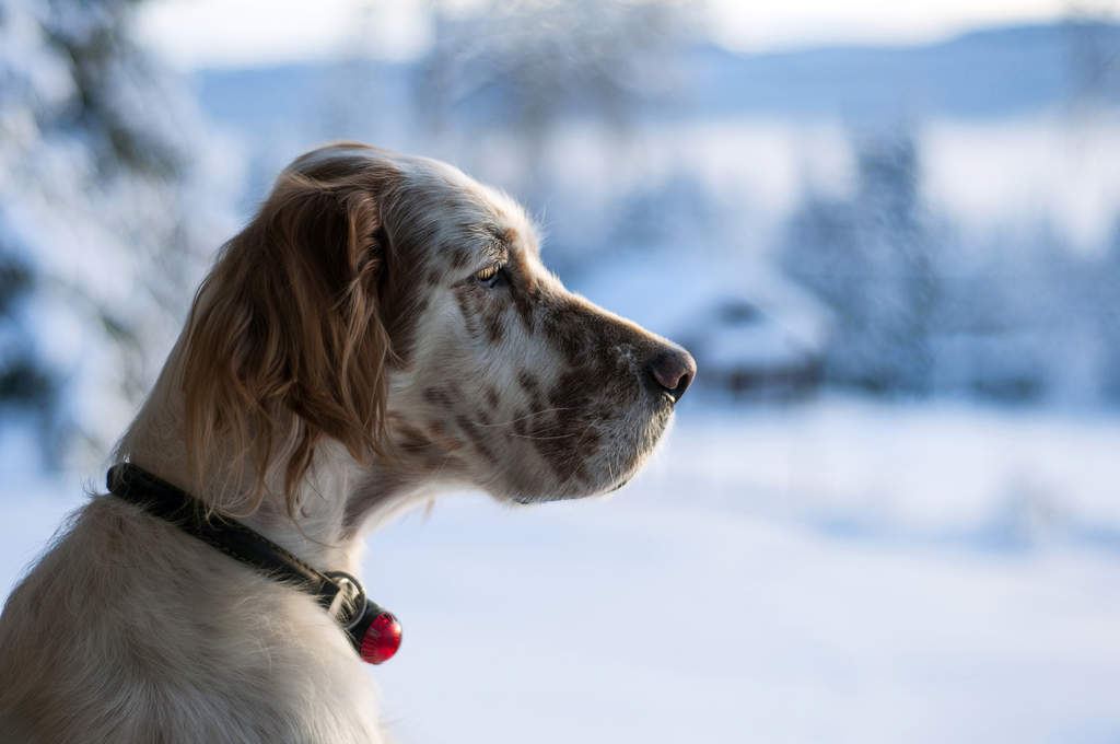 Hound 2025 setter mix