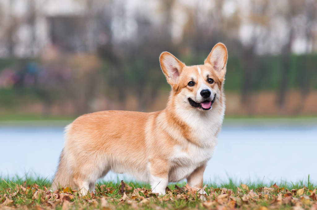 pembroke-welsh-corgi-dogs