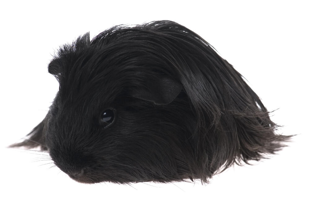 silkie guinea pig for sale
