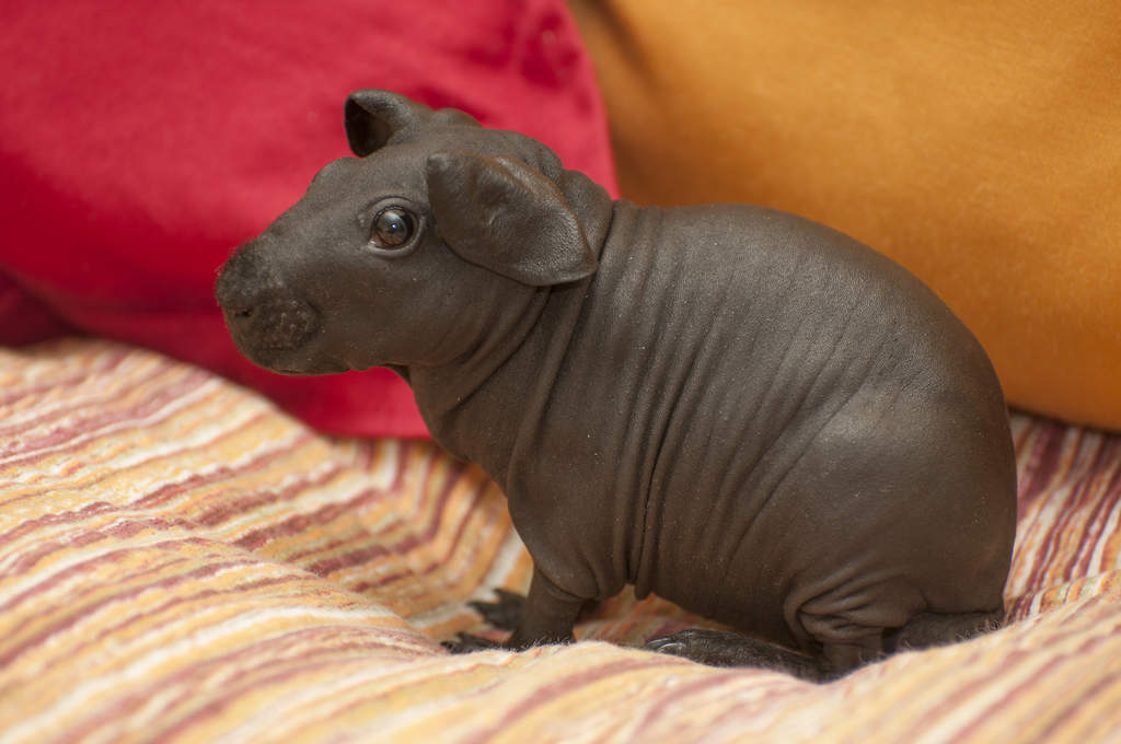 Skinny pigs deals for sale