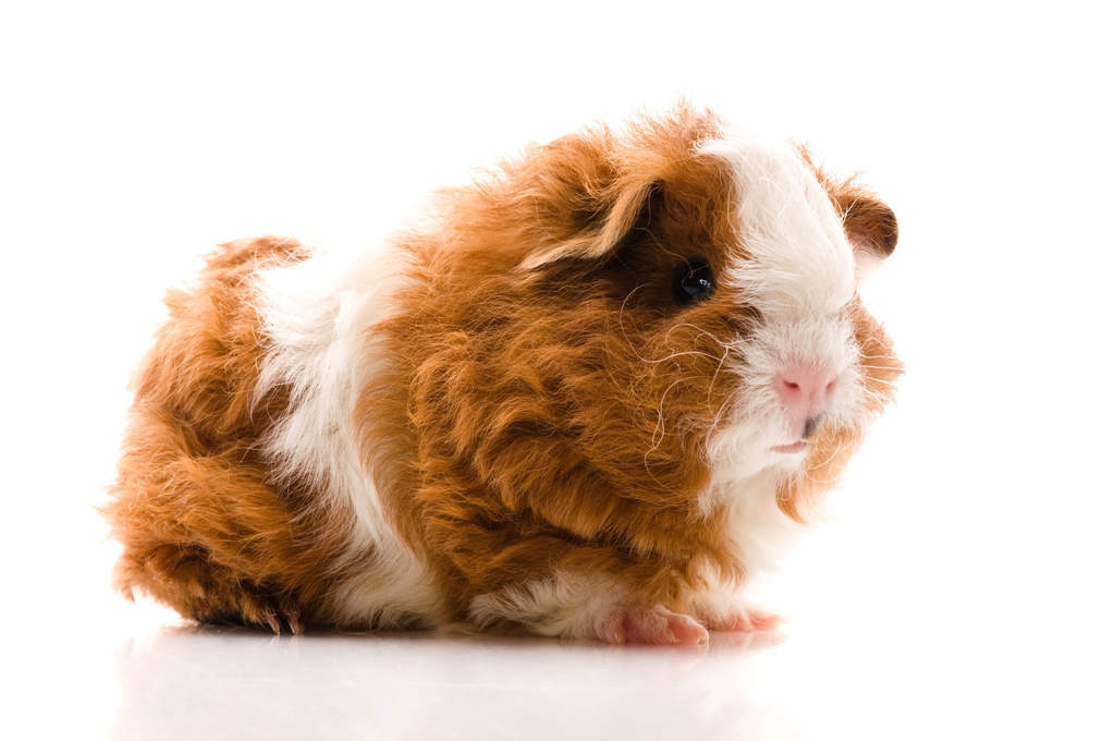 Texel For Sale | Guinea Pigs | Breed 