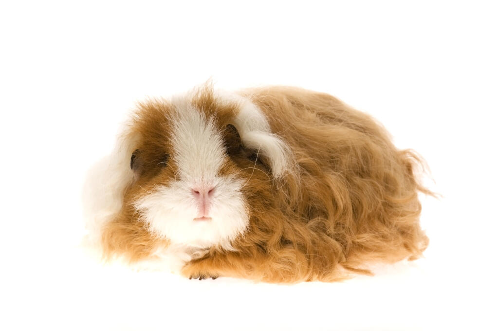 the texel guinea pig