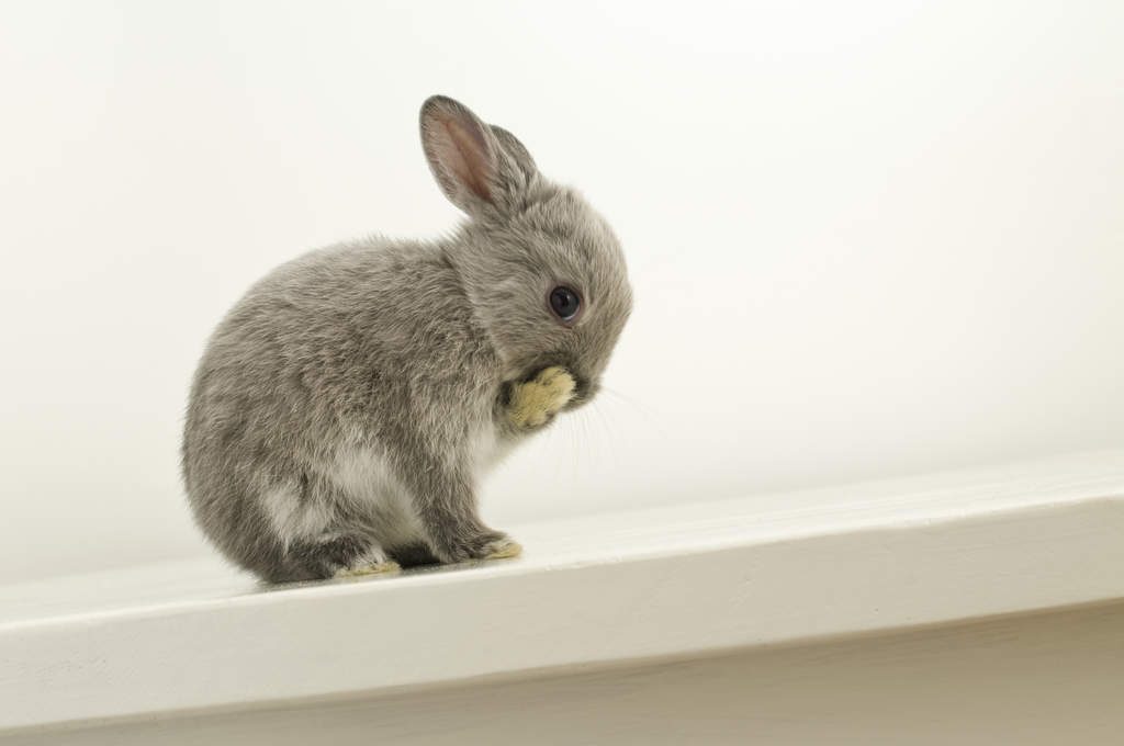 dwarf rabbit cost