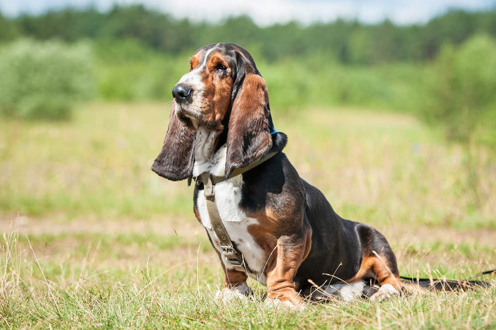 Basset Hound Dogs