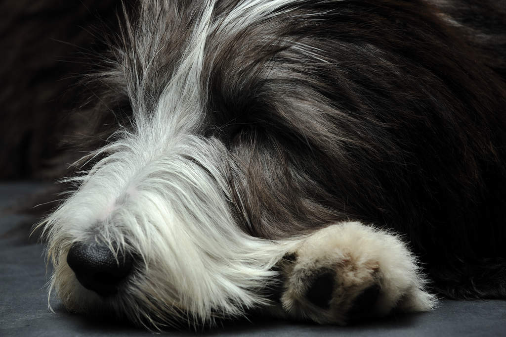 Bearded Collie Dogs Breed Information Omlet