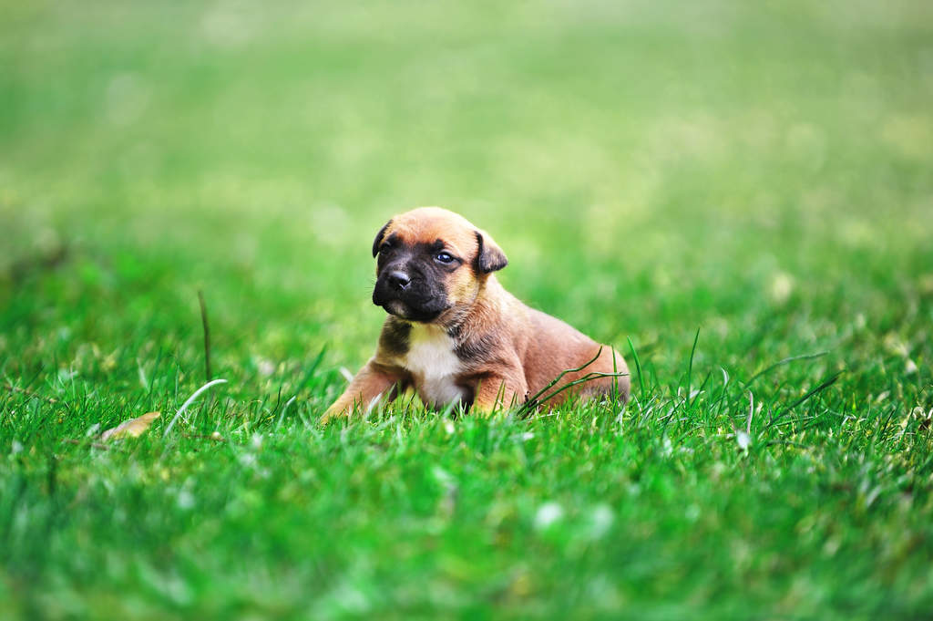 Belgian Shepherd Malinois Dog Breed