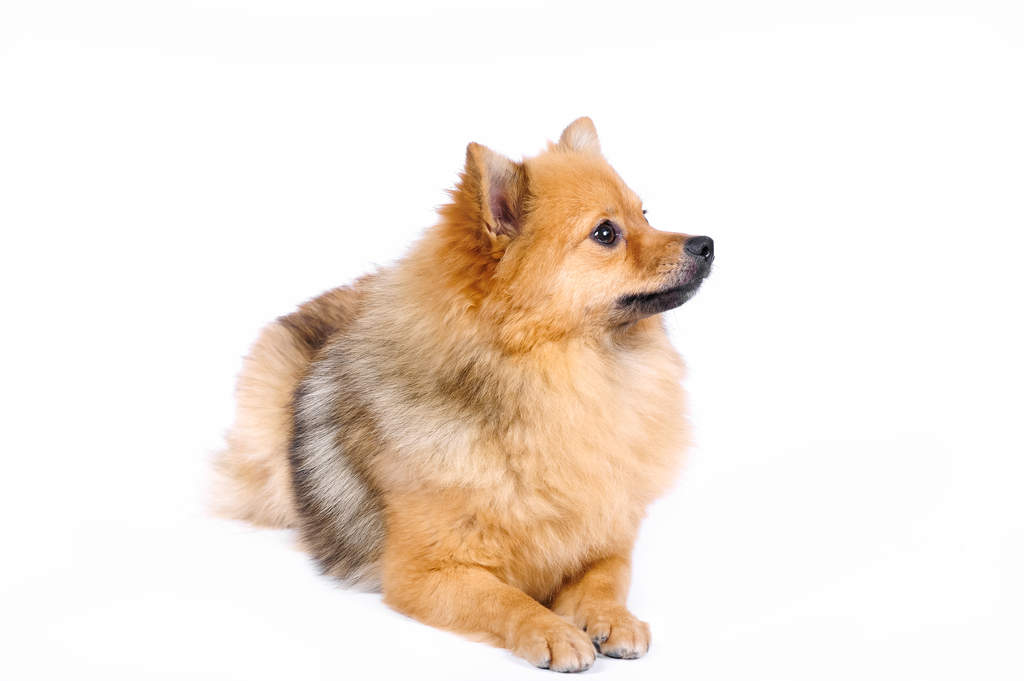 German Spitz Klein Dogs Breed Information Omlet