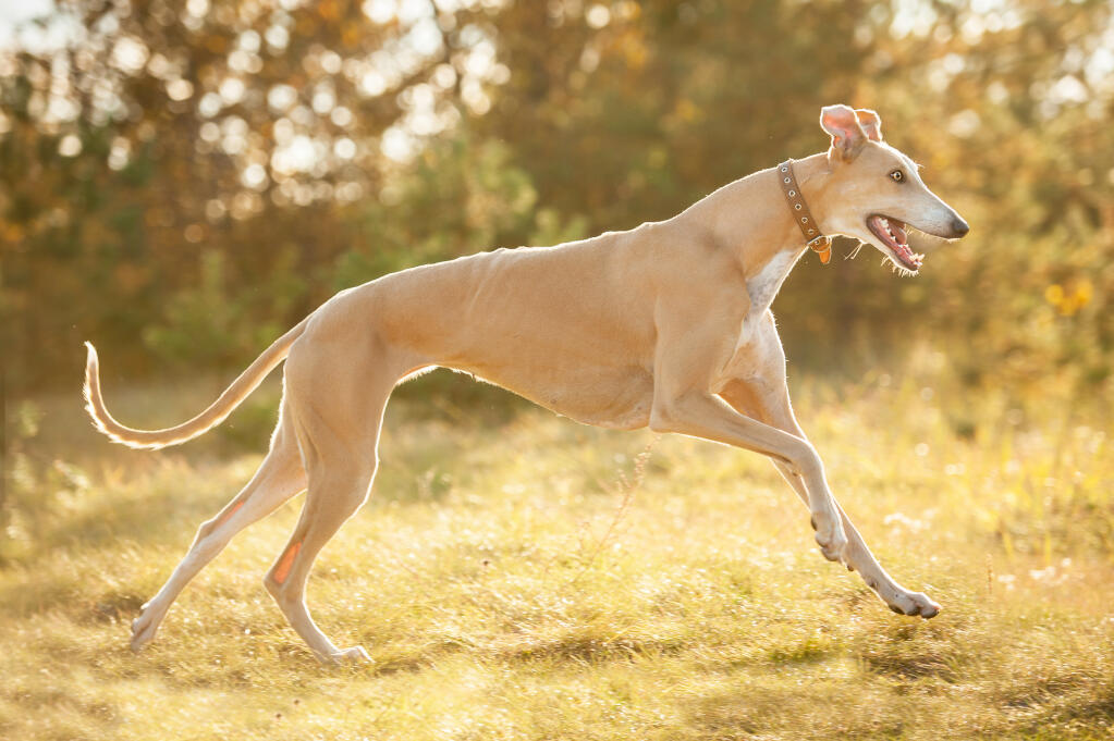 Greyhound Dogs Breed Information Omlet