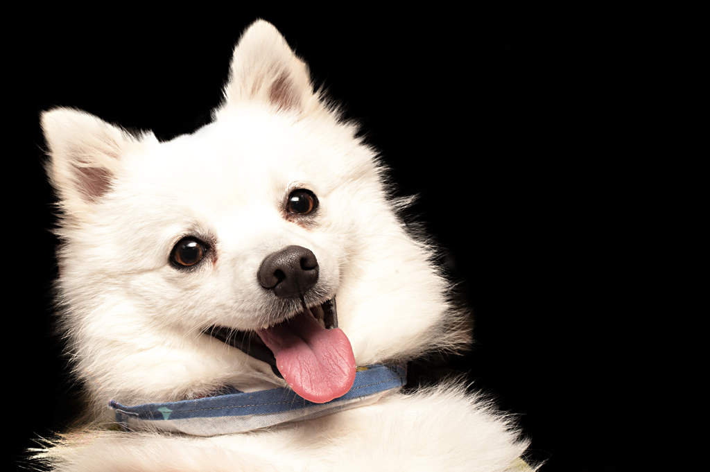 Japanese Spitz Dogs Breed Information Omlet Japanese Spitz Dogs Breed Information Omlet