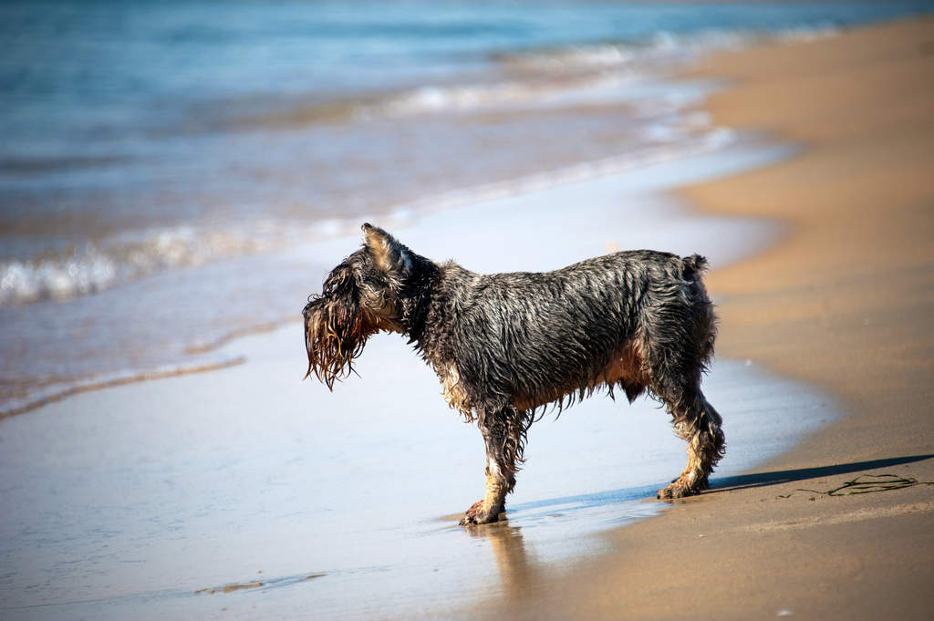 Wet terrier hot sale
