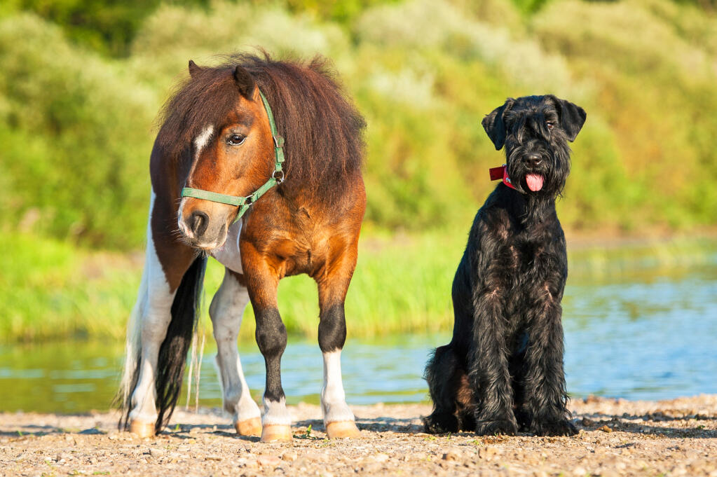 Giant schnauzer hot sale size