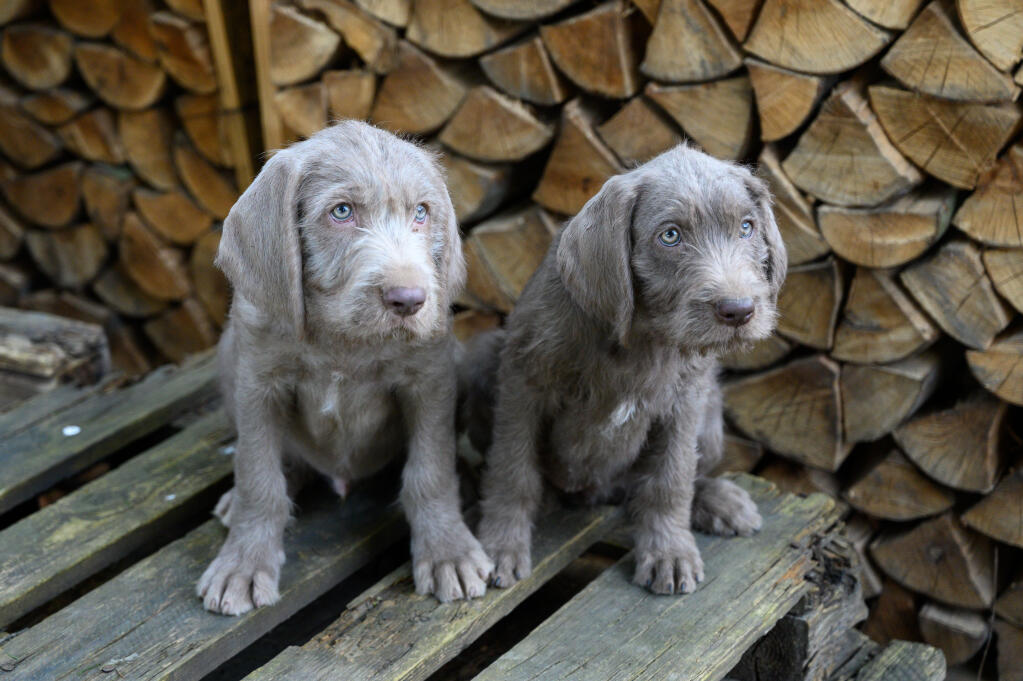 is a slovakian wirehaired pointer a good family dog