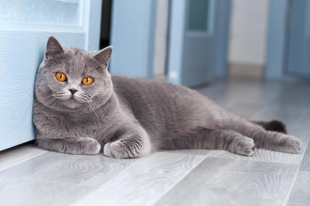 Blue British Shorthair Cat Rescue - wide 10