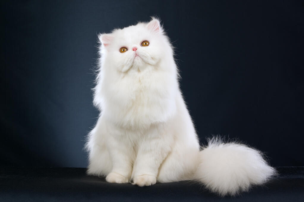 White domestic 2024 longhair cat