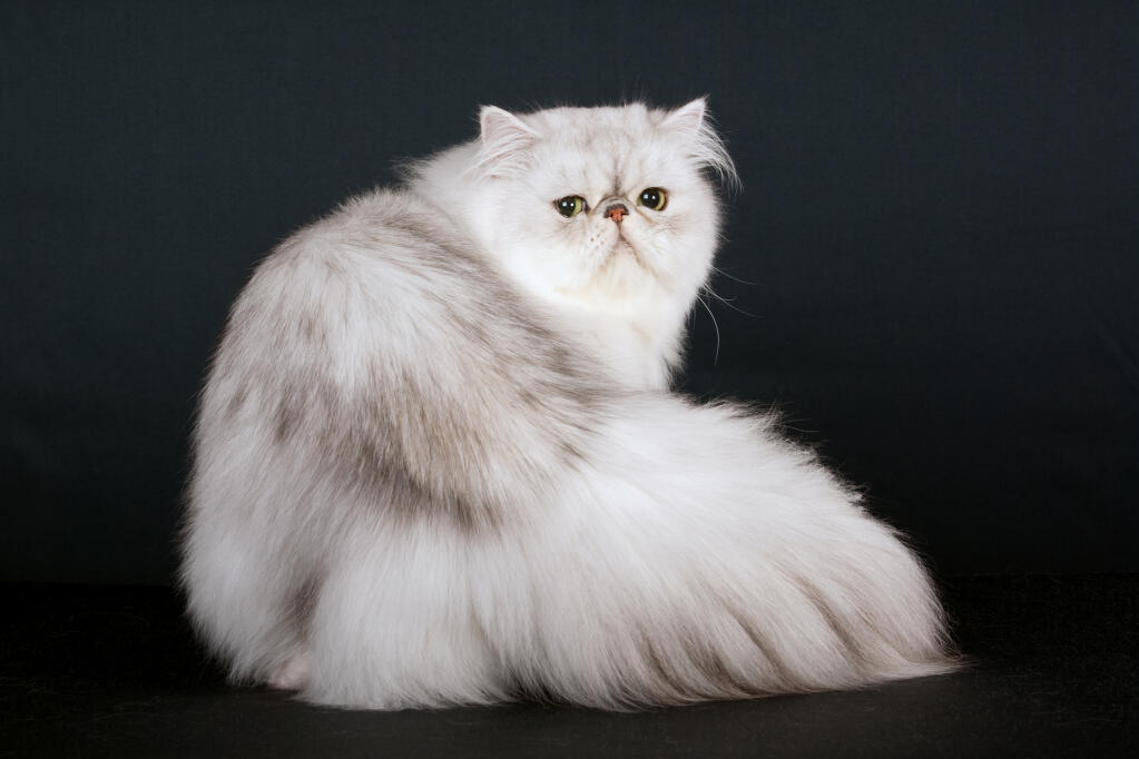 Persian Shaded Silver Cats Cat Breeds