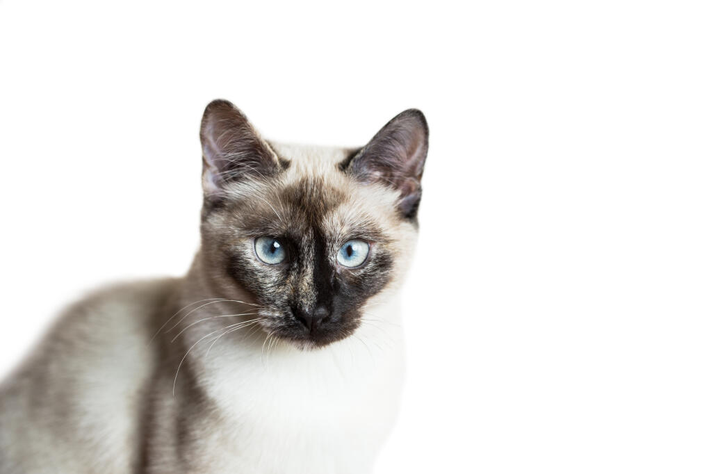 Siamese Tortie Pointed Cats Breed Information Omlet Siamese Tortie Pointed Cats Breed Information Omlet