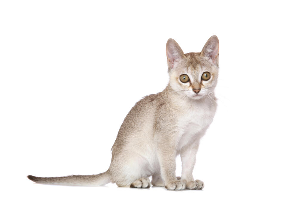 Singapura Cats Breed Information Omlet Singapura Cats Breed Information Omlet