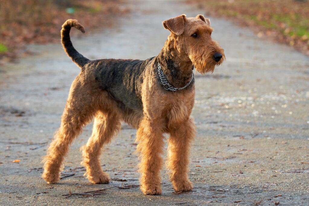 Working airedale deals