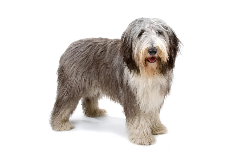 Shaggy Dog Breed Name Shaggy Dog Breed Name