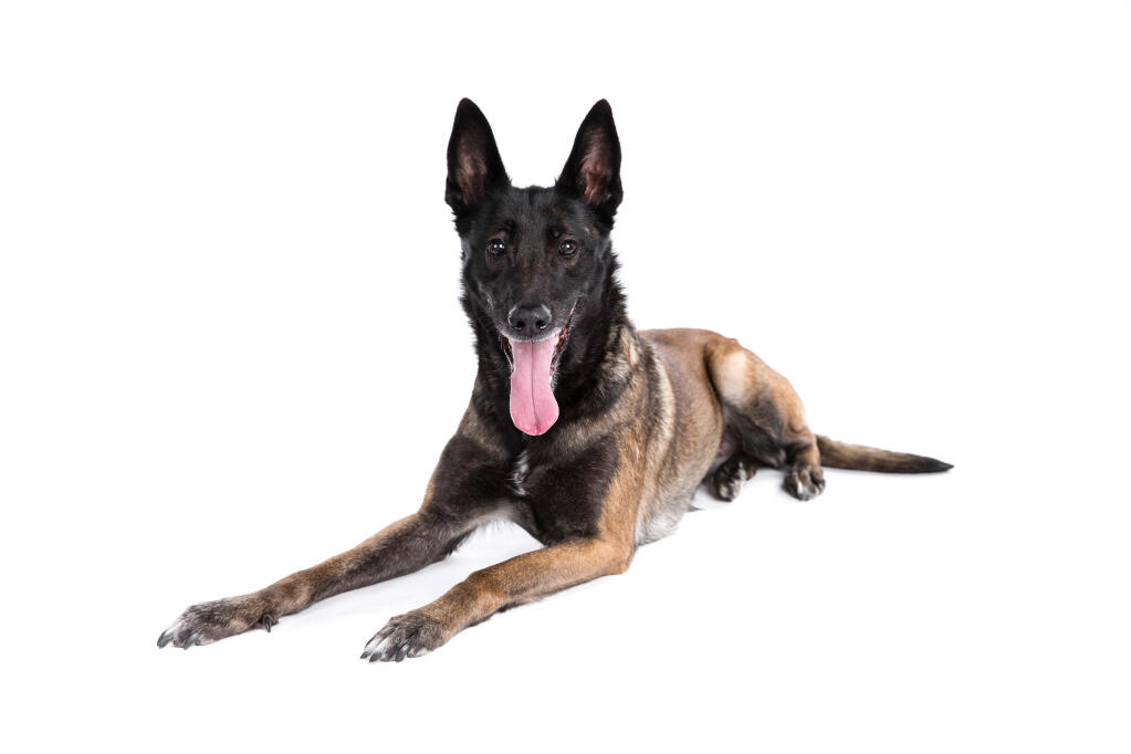 Belgian Shepherd Dog (Malinois) | Dogs | Breed Information ... Belgian Shepherd Dog (Malinois) | Dogs | Breed Information ...
