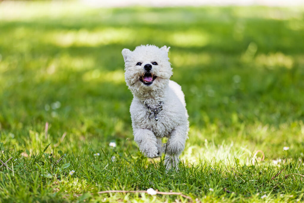Bichon Frise Dogs Dog Breeds