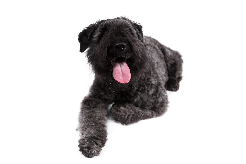 Bouvier Des Flandres Dogs Breed Information Omlet