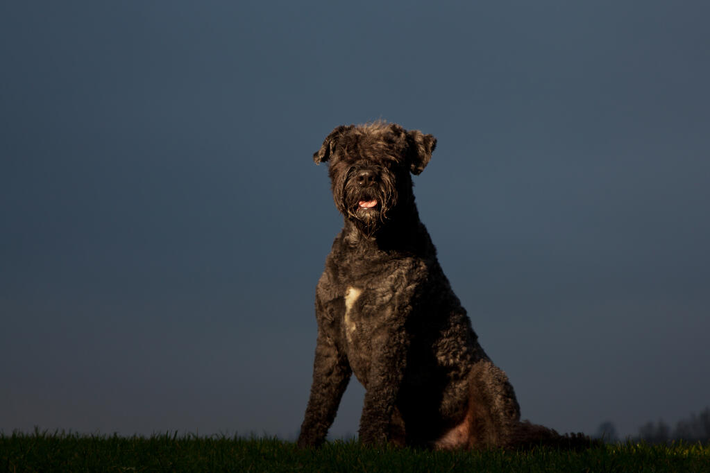 bouvier des flandres