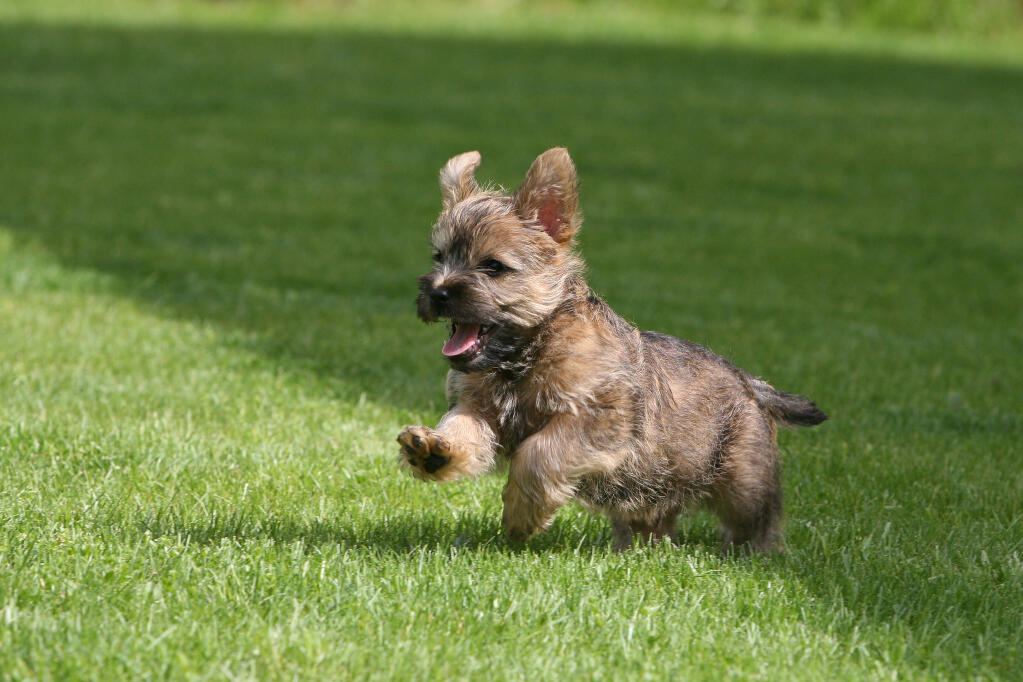 Cairn terrier store good with kids
