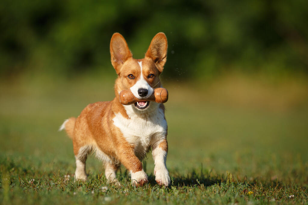Is corgi a small breed discount