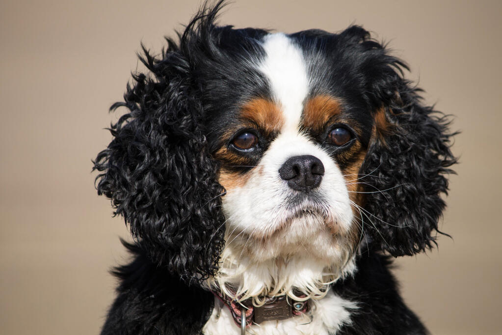 Brussels griffon king charles shop cavalier mix