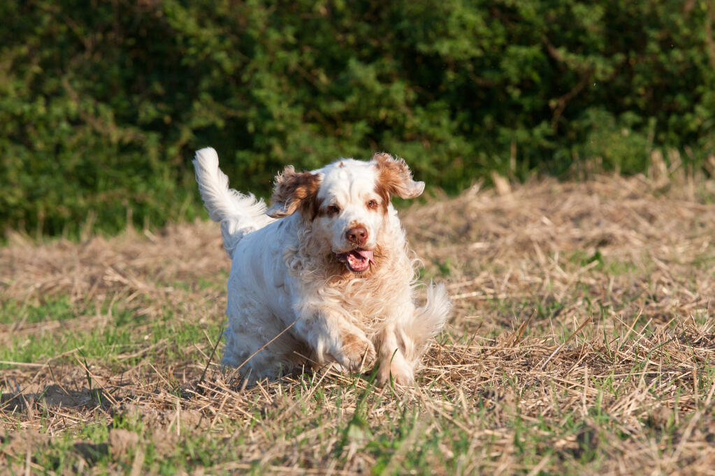 Stockiest Dog Breed Stockiest Dog Breed
