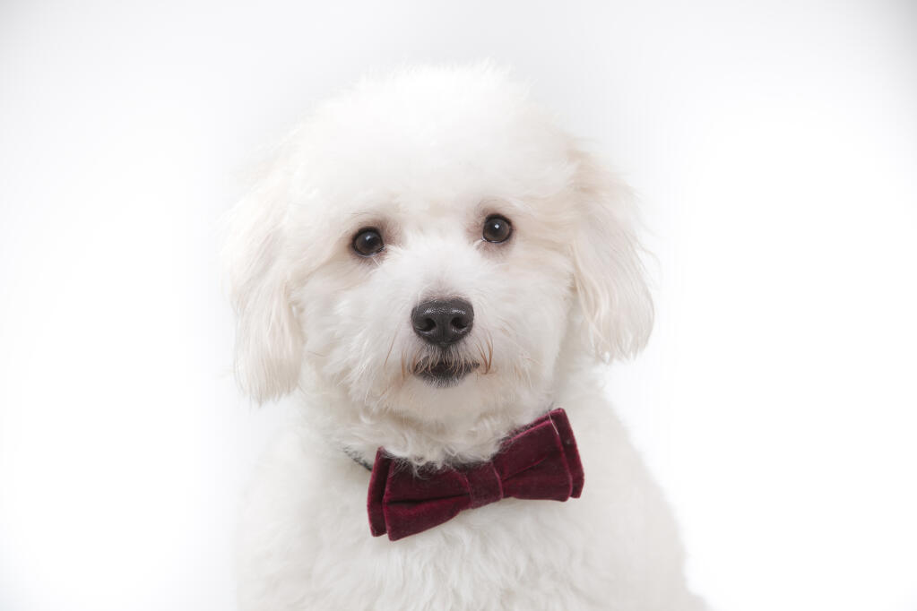 coton de tulear dogs