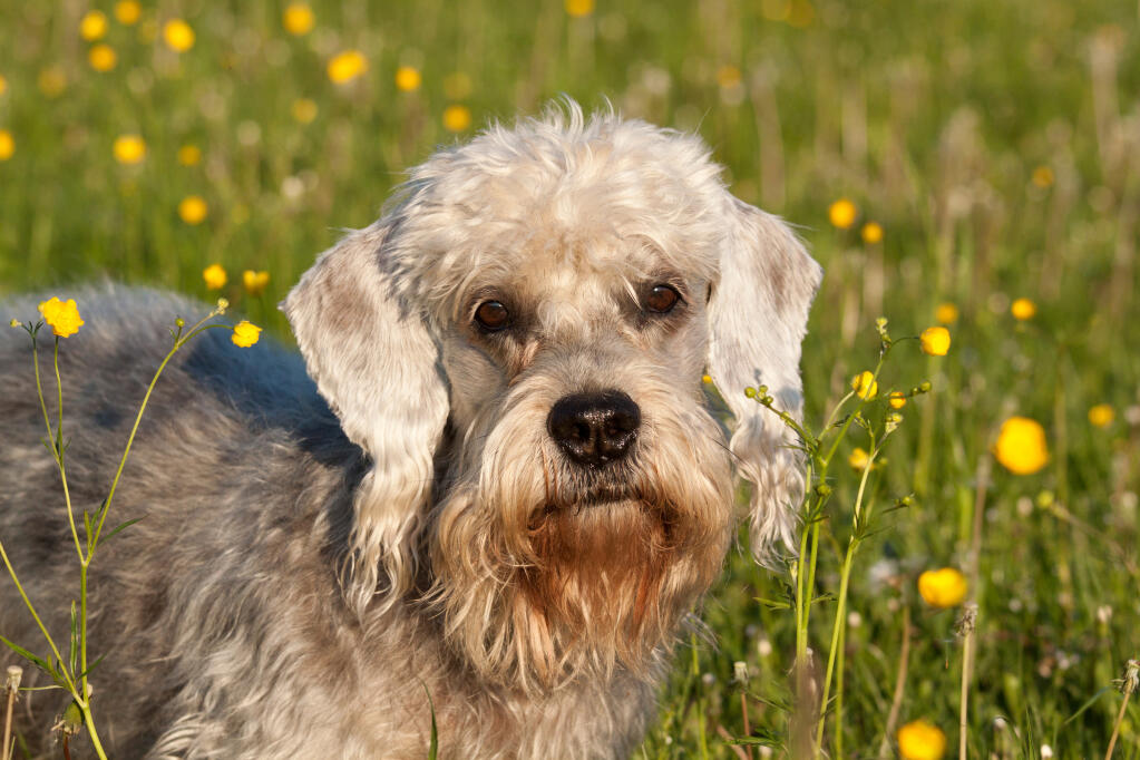 dandie dinmont terrier dogs breed information omlet