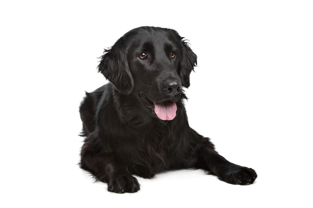 flat coat dog
