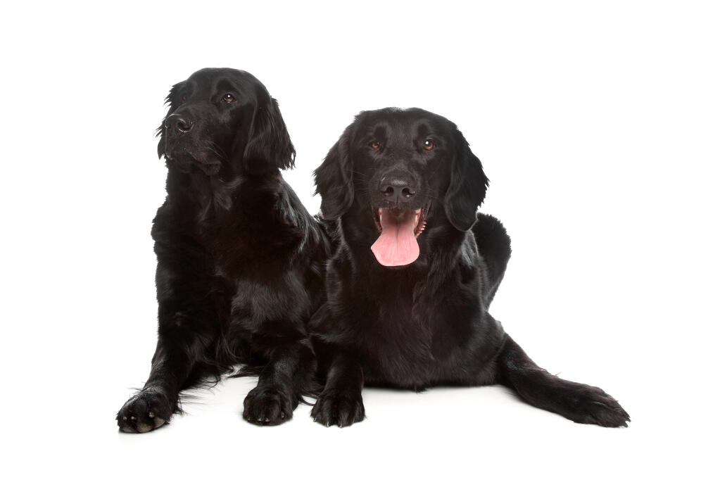 Flat coat dog on sale
