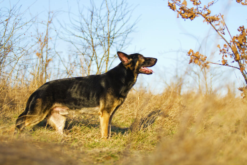 German shepherd jack in the box online