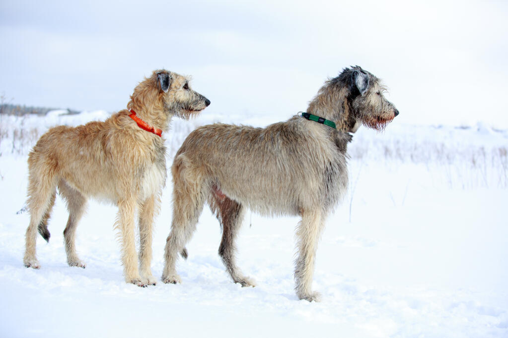 how much does an irish wolfhound cost